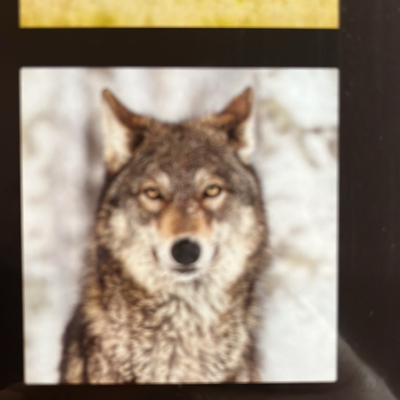 North America Wild Life 2025 12 Month Calendar NIP - Picture 16 of 16